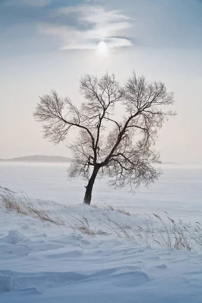 Albero Solitario Mezzo Campo Innevato Ghiacciato — Foto Stock