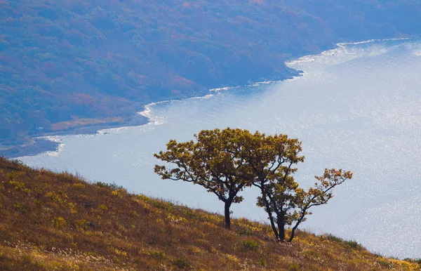 Arbre Automne Sur Une Pente Montagne — Photo