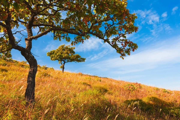 Heldere Herfstbladeren Natuurlijke Omgeving — Stockfoto