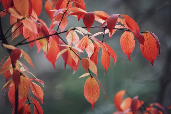 Folha Outono Vermelho Deitado Fundo Cinza — Fotografia de Stock