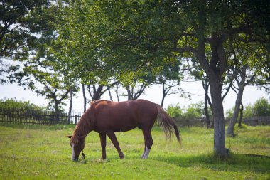At sabah çayırda otluyor.