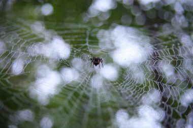 Web 'e yakın görüntüde büyük bir örümcek