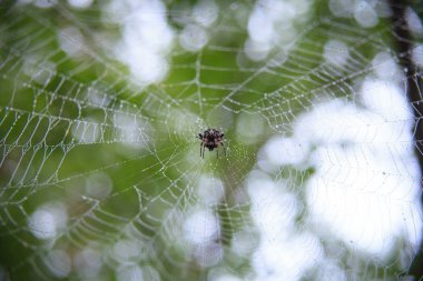 Web 'e yakın görüntüde büyük bir örümcek