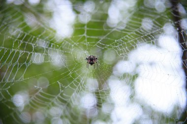 Web 'e yakın görüntüde büyük bir örümcek