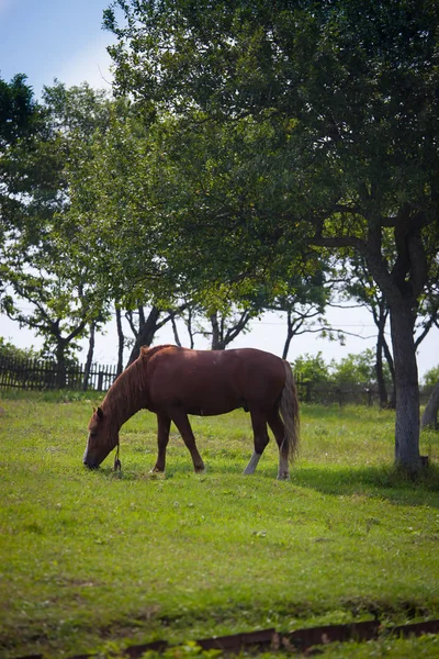 朝の牧草地で馬の放牧 — ストック写真