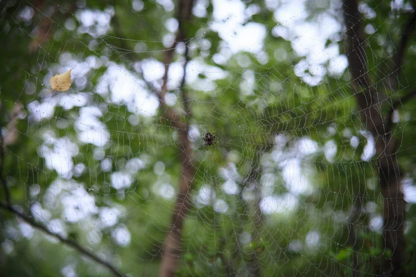 Big Spider Web Close View — Stock Photo, Image