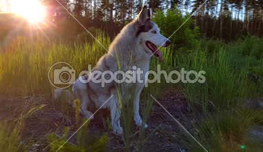 Mutlu husky yere yakın orman günbatımında oturan gri