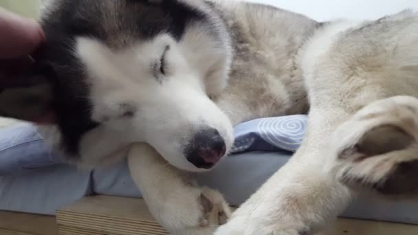 Vista Cercana Del Hombre Acariciando Husky Gris Somnoliento — Vídeo de stock