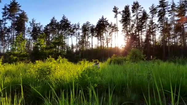 Cinza Husky Correndo Prado Perto Floresta Pôr Sol — Vídeo de Stock