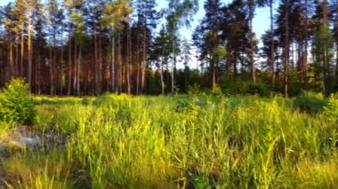 Husky forest yakınındaki çayır günbatımında çalışan gri 