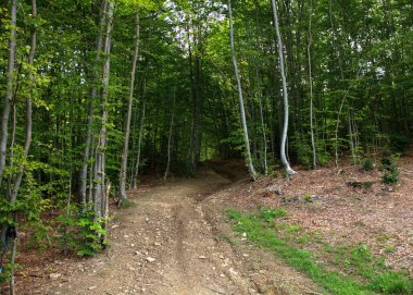 Ormandaki ağaçlar arasında Stepway