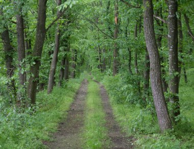 yol yeşil orman koridor, yeşil çimen, siyah şort