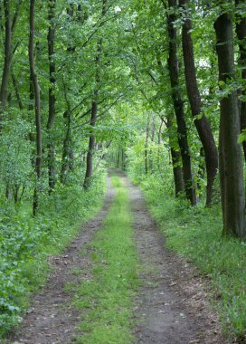 yol yeşil orman koridor, yeşil çimen, siyah şort