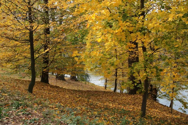 Trees Yellow Green Leafes Lake Atumn Park — Stock Photo, Image