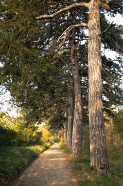 sokak boyunca sonbahar parkta büyük çam