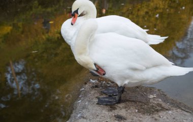 Bu tüyler yakın göl temizlik iki beyaz kuğu