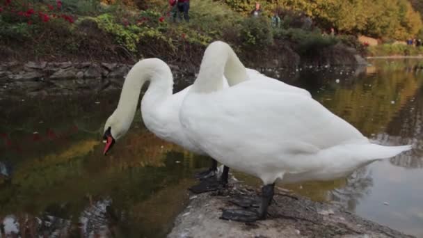 Два Белых Лебедя Чистят Перья Пьют Воду Пруда — стоковое видео
