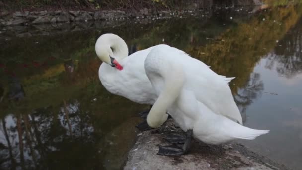 Two White Swans Cleaning Feathers Drink Water Pond — Stock Video