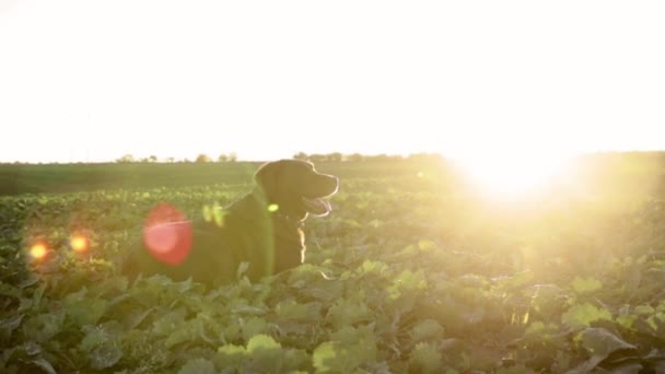 Schoko Labrador Liegt Sonnenuntergang Auf Dem Feld Sonnenaufgang Auf Der — Stockvideo