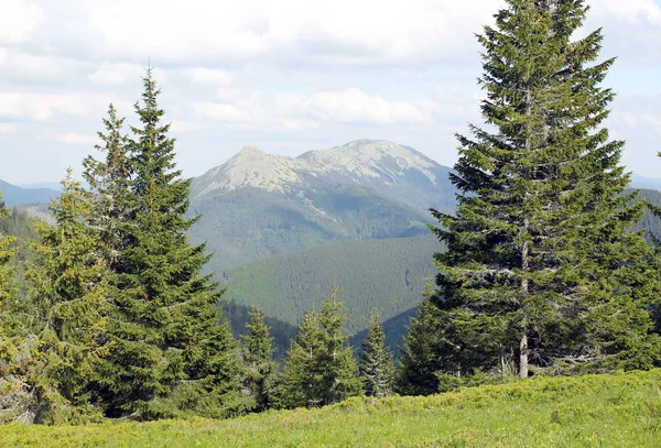 Green Stones Mountain Ridge Carpathians Spruces Foreground — Stock Photo, Image