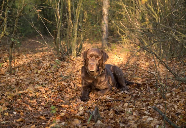 Labrador Chocolate Deitado Nas Folhas Floresta Outono — Fotografia de Stock