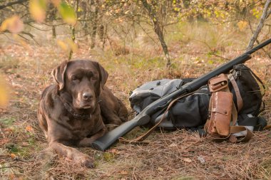 Labrador köpek avcı av tüfeği, palaska ve sonbahar ormanın içinde sırt çantası