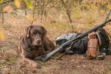 labrador dog sleeping near hunter shotgun ,cartridge belt and backpack in the autumn forest clipart