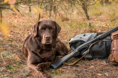 labrador dog near hunter shotgun ,cartridge belt and backpack in the autumn forest clipart