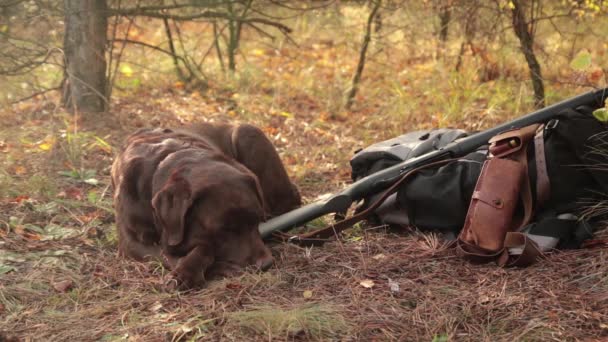在秋天的森林里 附近的拉布拉多狗猎枪 弹药筒带和背包 — 图库视频影像