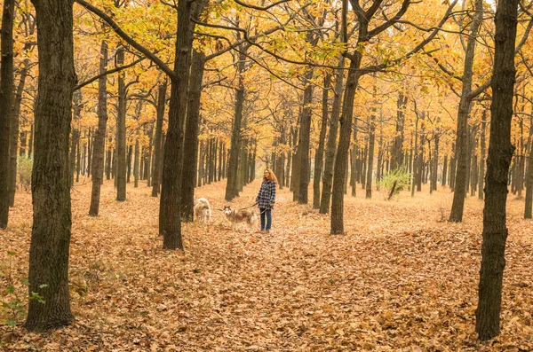Młodych Rudowłosy Dziewczyna Jest Chodzenie Orange Park Jesień Dwoma Psami — Zdjęcie stockowe