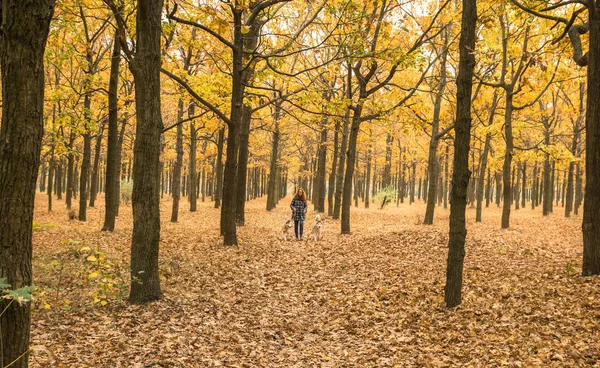 Joven Pelirroja Chica Caminar Naranja Otoño Parque Con Dos Husky — Foto de Stock