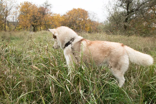 Bom Cão Husky Olhando Para Jogar Caçar Grama Parque Outono — Fotografia de Stock