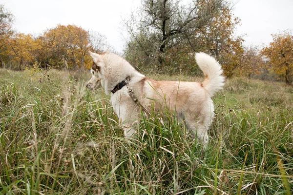 Bom Cão Husky Olhando Para Jogar Caçar Grama Parque Outono — Fotografia de Stock