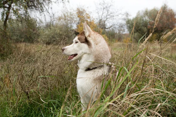 Miły Pies Husky Właśnie Gry Lub Polowanie Trawie Parku Jesień — Zdjęcie stockowe