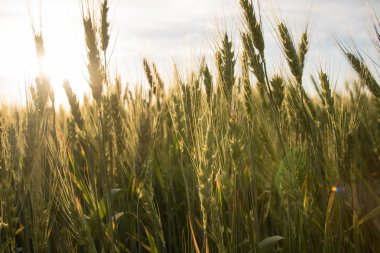sarı ve yeşil buğday, spikelets ve arka planda günbatımı. Buğday güneş ışığı