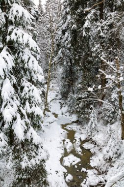 dağlarda karlı bir ormandaki çam ağaçları arasında küçük bir dere