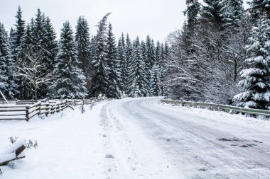 Buzlu yolda kar dağlar, Ladin orman