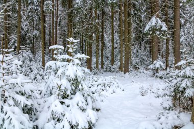karlı kış orman. kayın ve ladin ağaçlarının karla kaplı