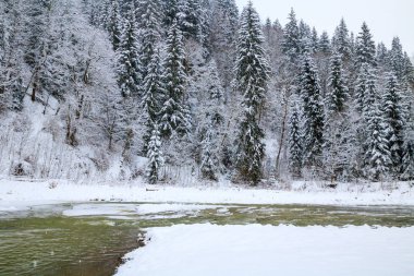 Ladin karlı ormandaki nehir donmuş dağ