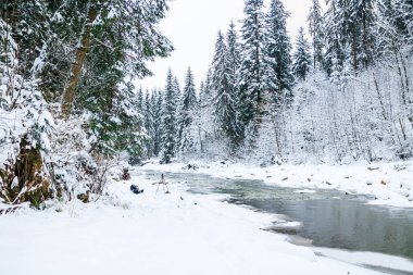 Ladin karlı ormandaki nehir donmuş dağ