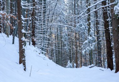 karlı mavi ormanda ağaçların arasından parlayan turuncu güneş ışınları iz
