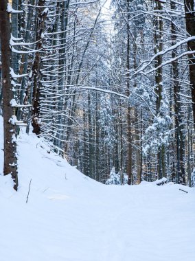 karlı mavi ormanda ağaçların arasından parlayan turuncu güneş ışınları iz