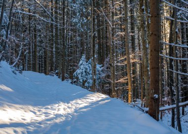 karlı mavi ormanda ağaçların arasından parlayan turuncu güneş ışınları iz