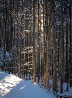 karlı mavi ormanda ağaçların arasından parlayan turuncu güneş ışınları iz
