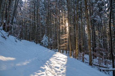 karlı mavi ormanda ağaçların arasından parlayan turuncu güneş ışınları iz