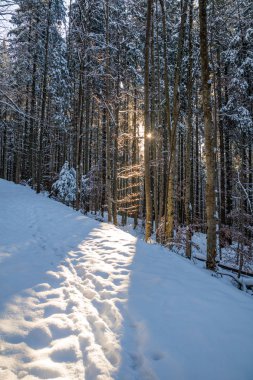karlı mavi ormanda ağaçların arasından parlayan turuncu güneş ışınları iz