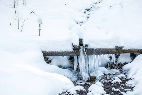 Forêt Gelée Printemps Dans Forêt Enneigée Tasse Sur Bâton — Photo