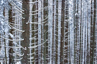 kar kış ormandaki çam dalları kaplı