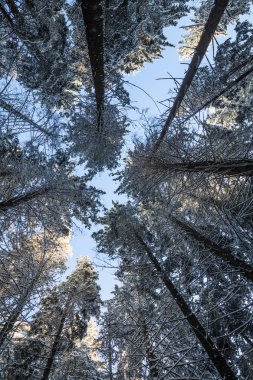 Ladin ağaçların kış orman kar ile kaplı