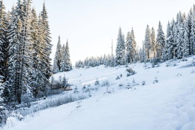 dağlarda Ladin karlı orman ağaçları ile güneş ışığı